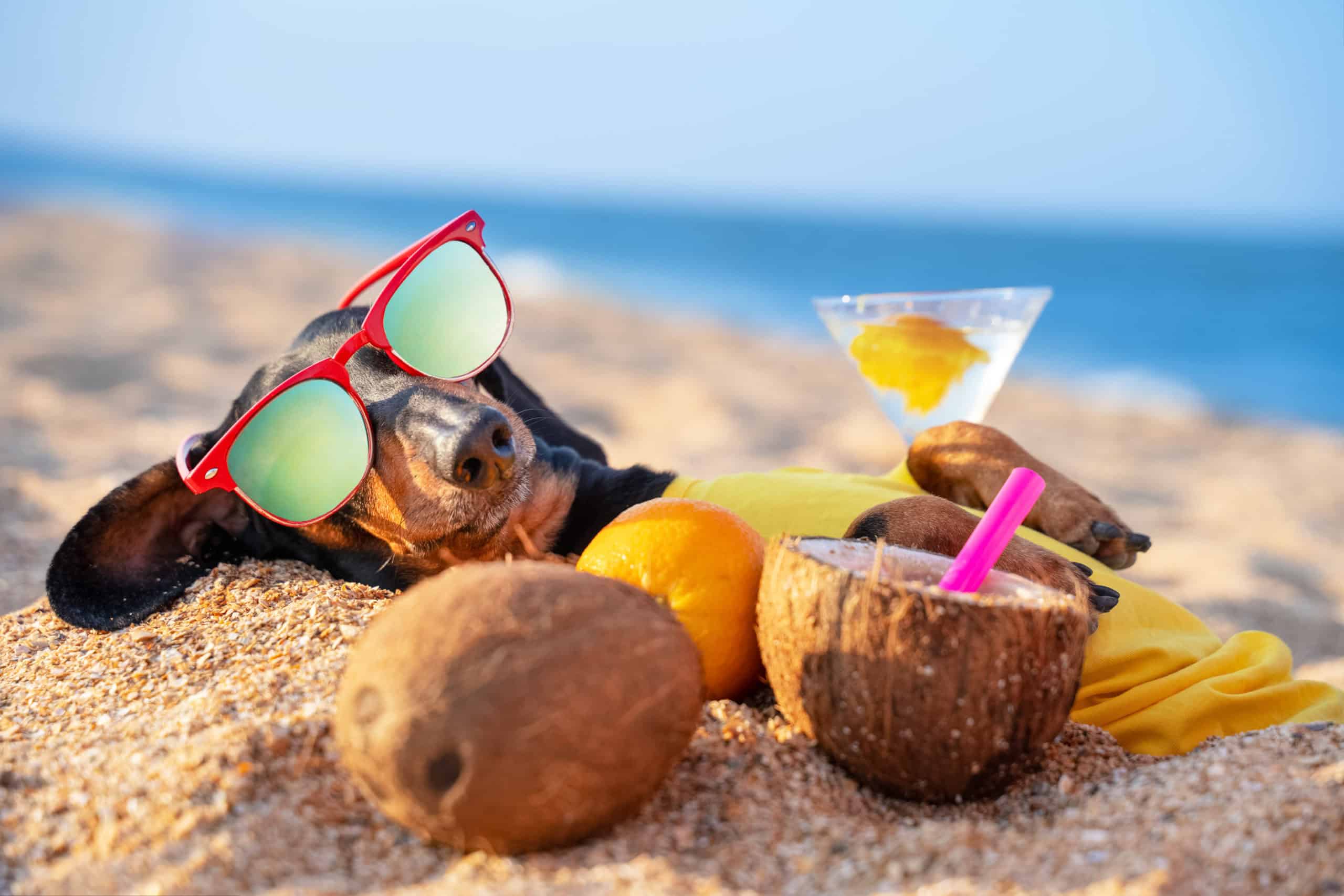 Dackel liegt am Strand, trägt eine Sonnenbrille und hat einen Cocktail in der Pfote